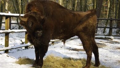 Bison steht im Schnee, Wald.