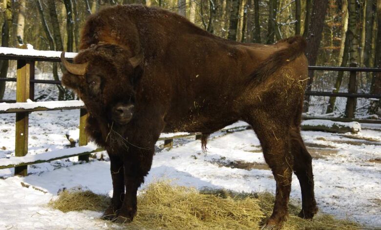 Gruselspaß und Tierwissen: Halloween-Party und kostenlose Winterführung im Tierpark Neumünster 10 Bison steht im Schnee, Wald.
