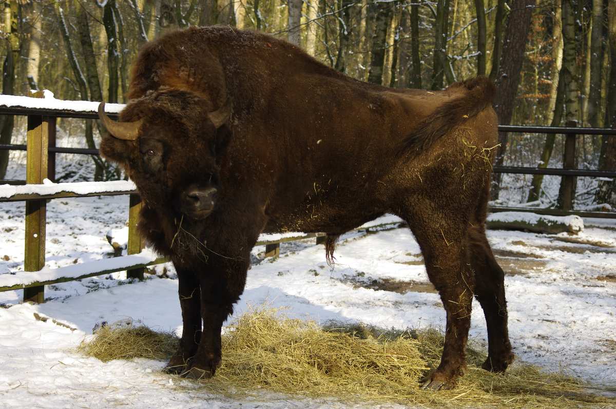 Gruselspaß und Tierwissen: Halloween-Party und kostenlose Winterführung im Tierpark Neumünster 1 Bison steht im Schnee, Wald.
