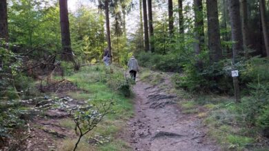 Wanderer auf einem Waldweg