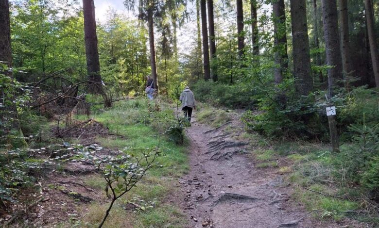 Herbstfarben erleben: NABU lädt zur Wanderung durch die Fischbeker Heide ein 9 Wanderer auf einem Waldweg