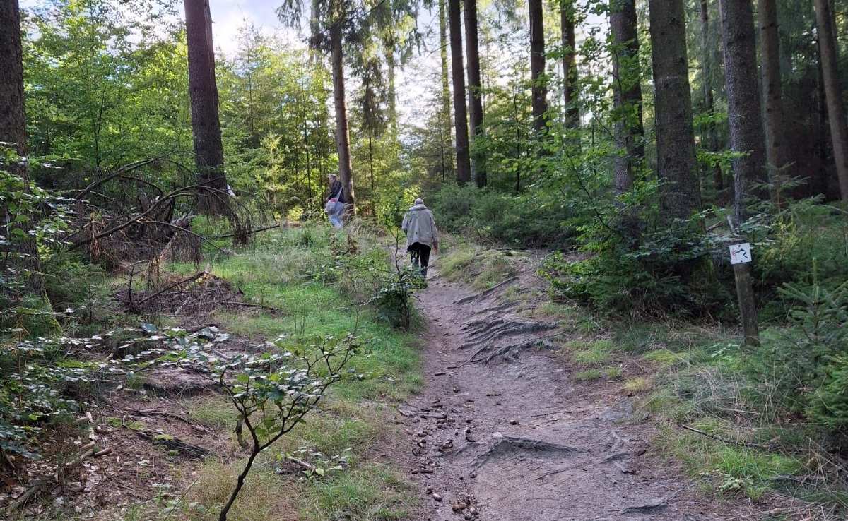 Wanderer auf einem Waldweg