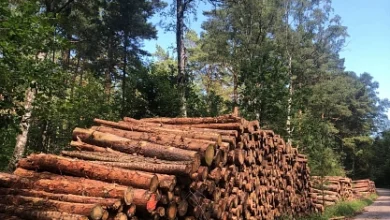 Klimagerechter Waldumbau Naturlandschaft