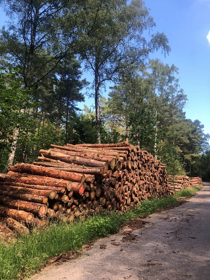 Klimagerechter Waldumbau in einer einzigartigen Naturlandschaft 1 Klimagerechter Waldumbau Naturlandschaft