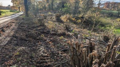 Abgeschnittene Baumstämme am Wegesrand
