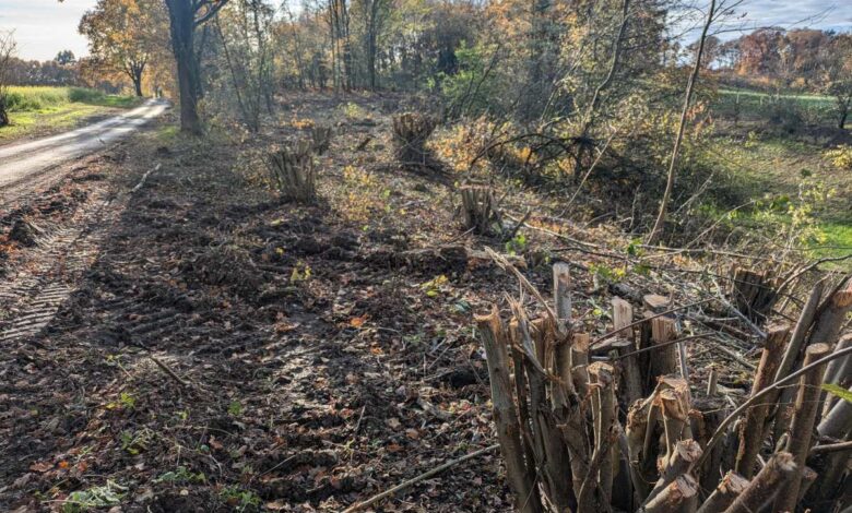 Abgeschnittene Baumstämme am Wegesrand
