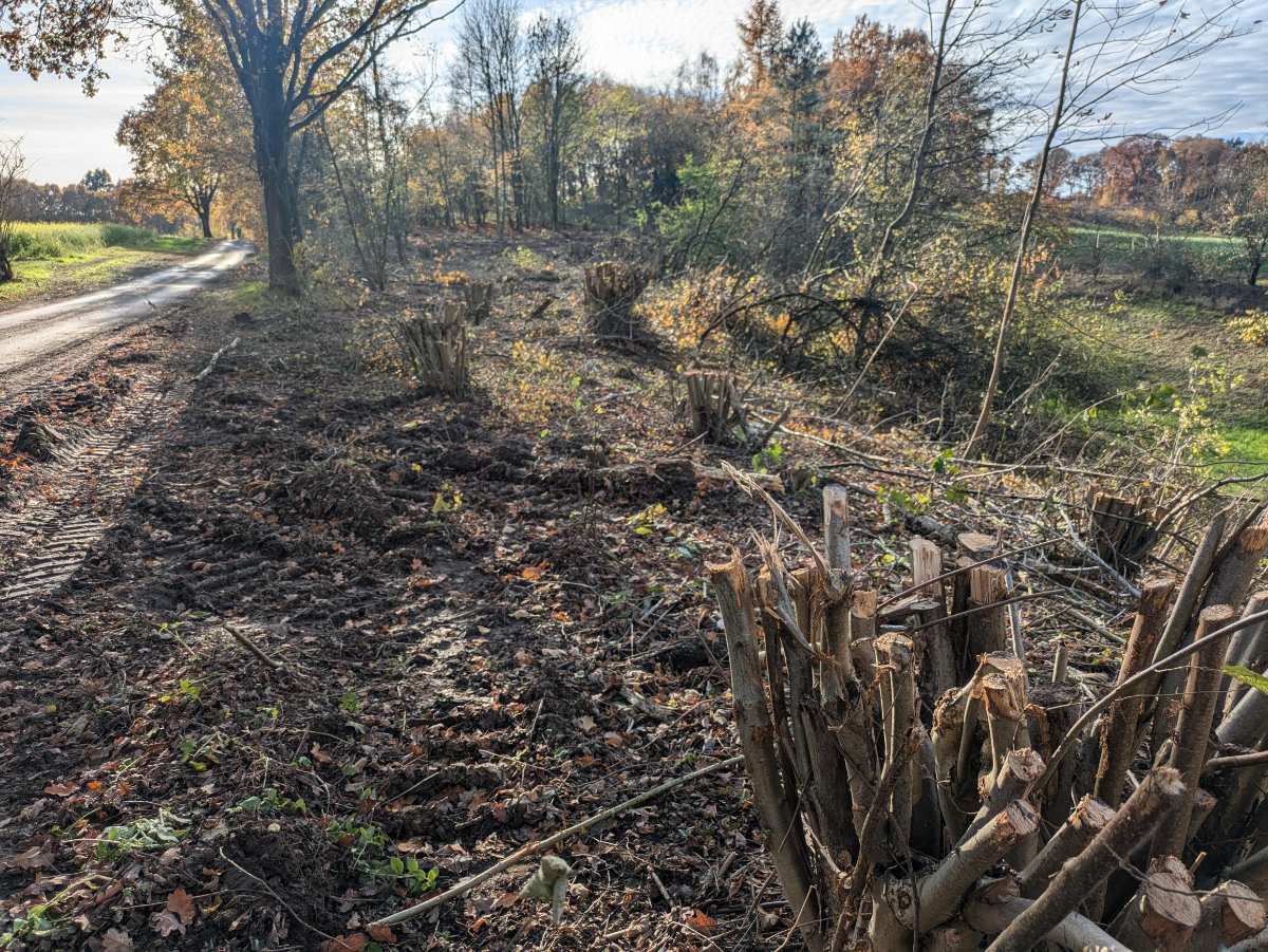 Abgeschnittene Baumstämme am Wegesrand